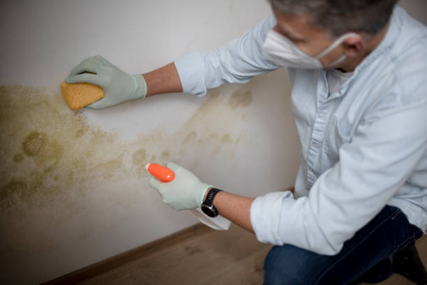 Mold Removal Process in Newtown Grant, PA