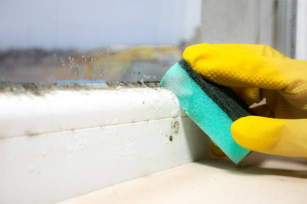 Best Mold Cleaning Services  in Newtown Grant, PA