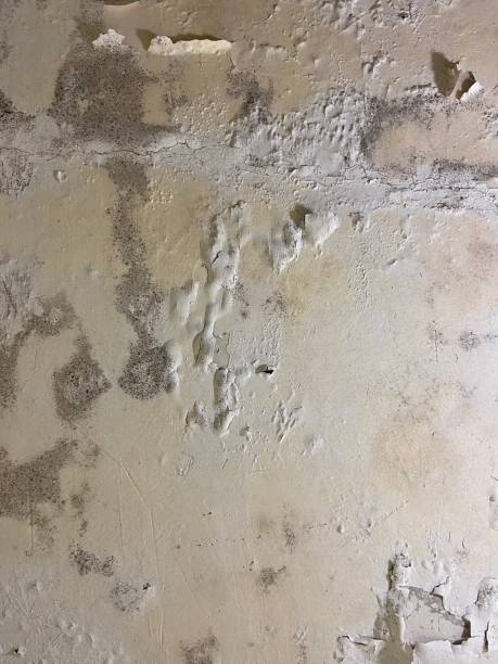 Best Professional Mold Removal  in Newtown Grant, PA