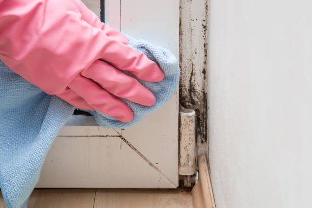 Professional Mold Removal in Newtown Grant, PA